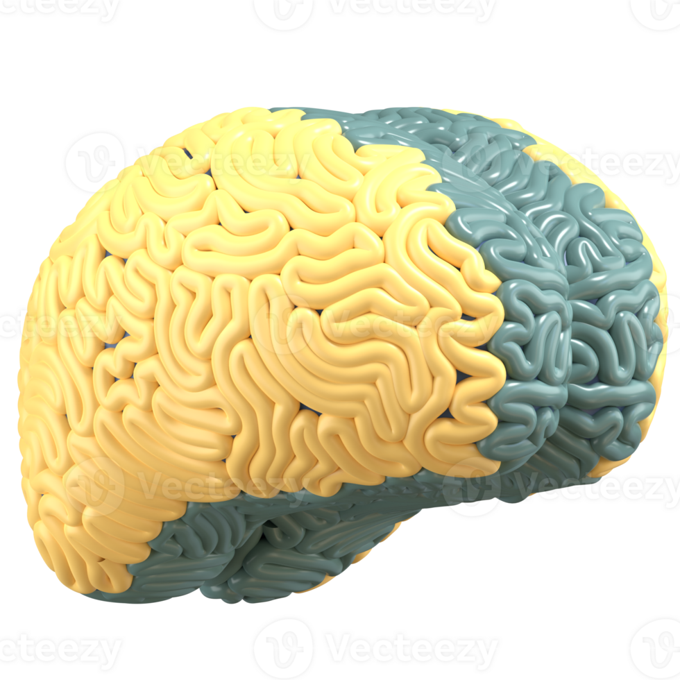 3d illustration of brain with high quality render png