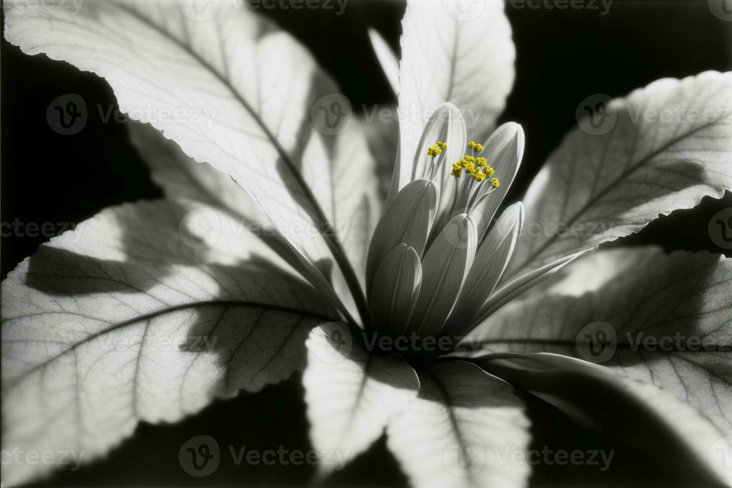 un negro y blanco foto de un flor. ai generado