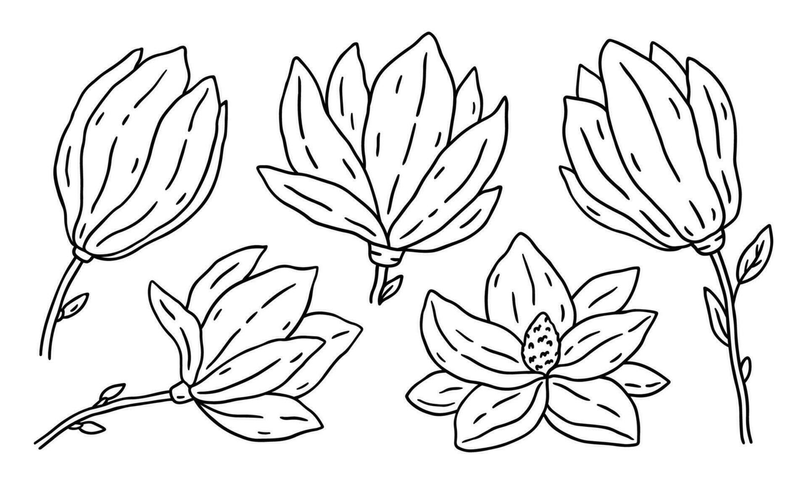 Set of Magnolia flowers isolated on white background. Vector hand-drawn illustration in outline style. Perfect for cards, decorations, logo, various designs. Botanical clipart.