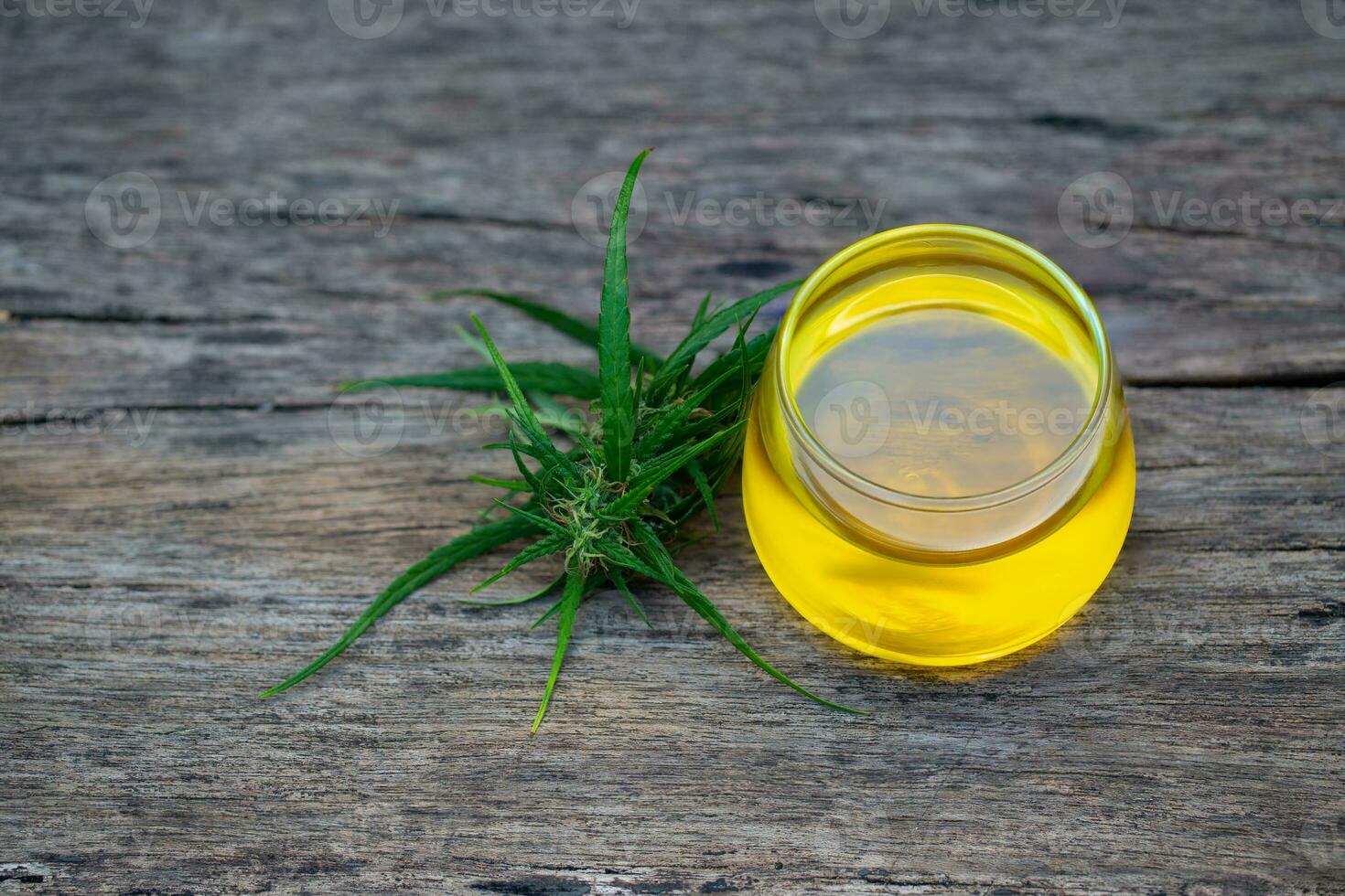 aceite de cáñamo cbd, hierba de cannabis y hojas para tratamiento, extracto de aceite de cáñamo. foto