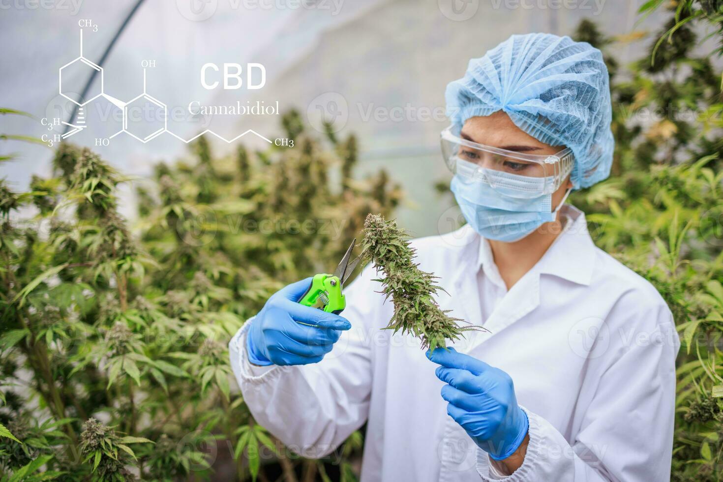 Marijuana research, female scientist in hemp field examining plants and flowers, concept of alternative herbal medicine, marijuana. Organic hemp herbs on the farm. cbd hemp oil. photo