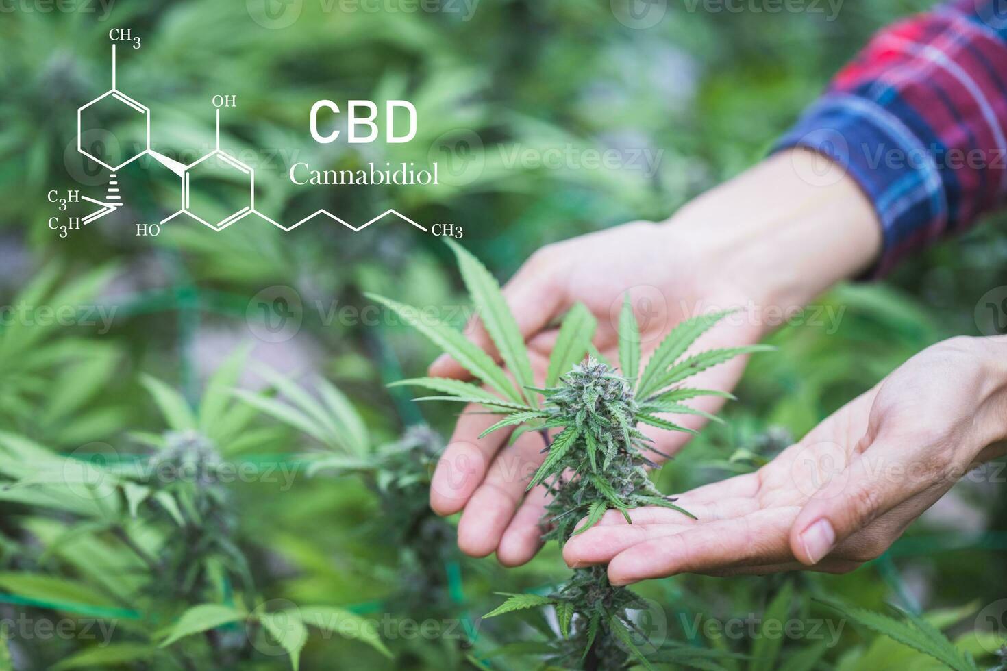 investigadores que trabajan en un campo de cáñamo, están revisando plantas. cannabinoides en elementos cbd de marihuana. foto