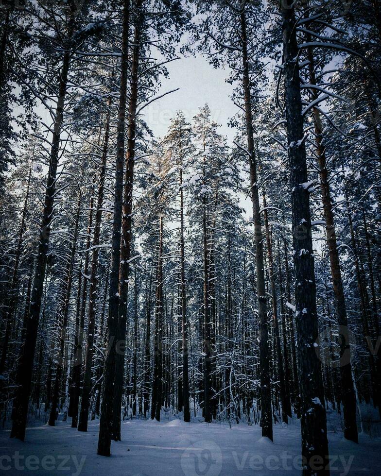 trees of forest photo