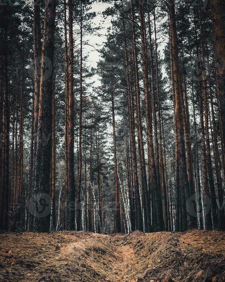 road in the forest photo