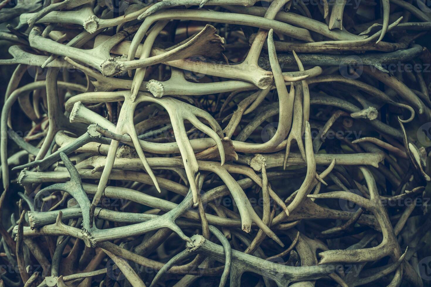 Pile of Deers Antlers photo