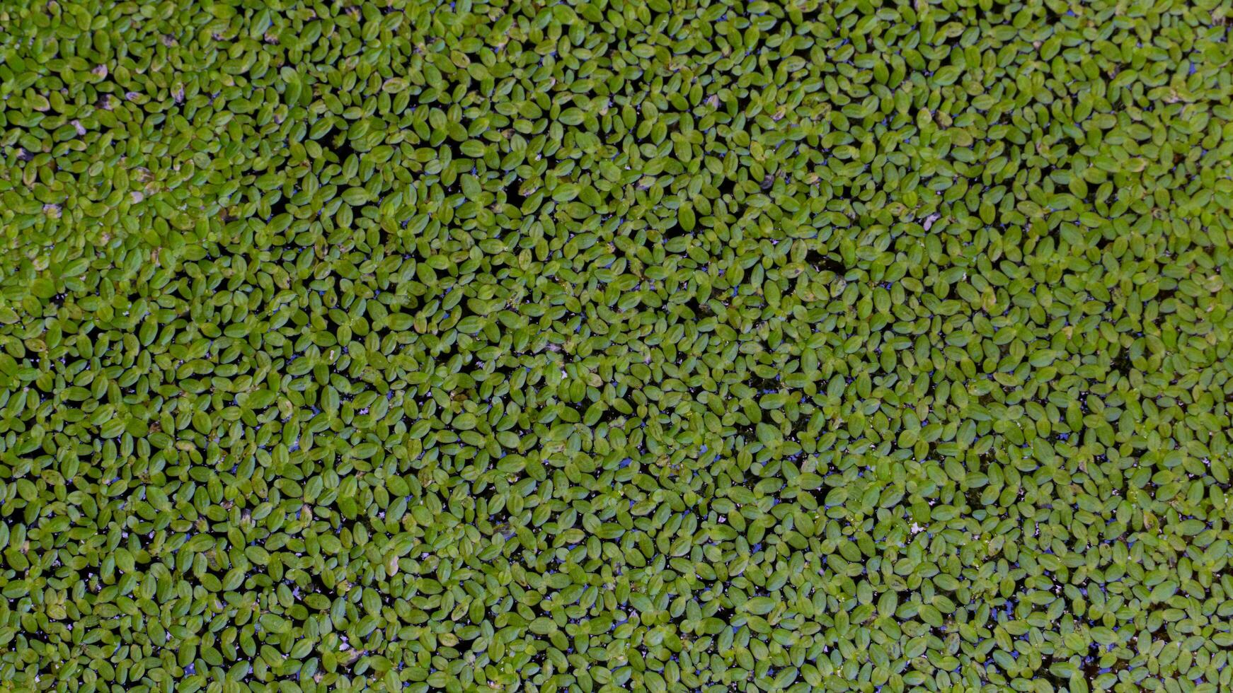 Above view of lesser duckweed. Floating aquatic plants cover the surface. Beautiful in garden decoration. photo