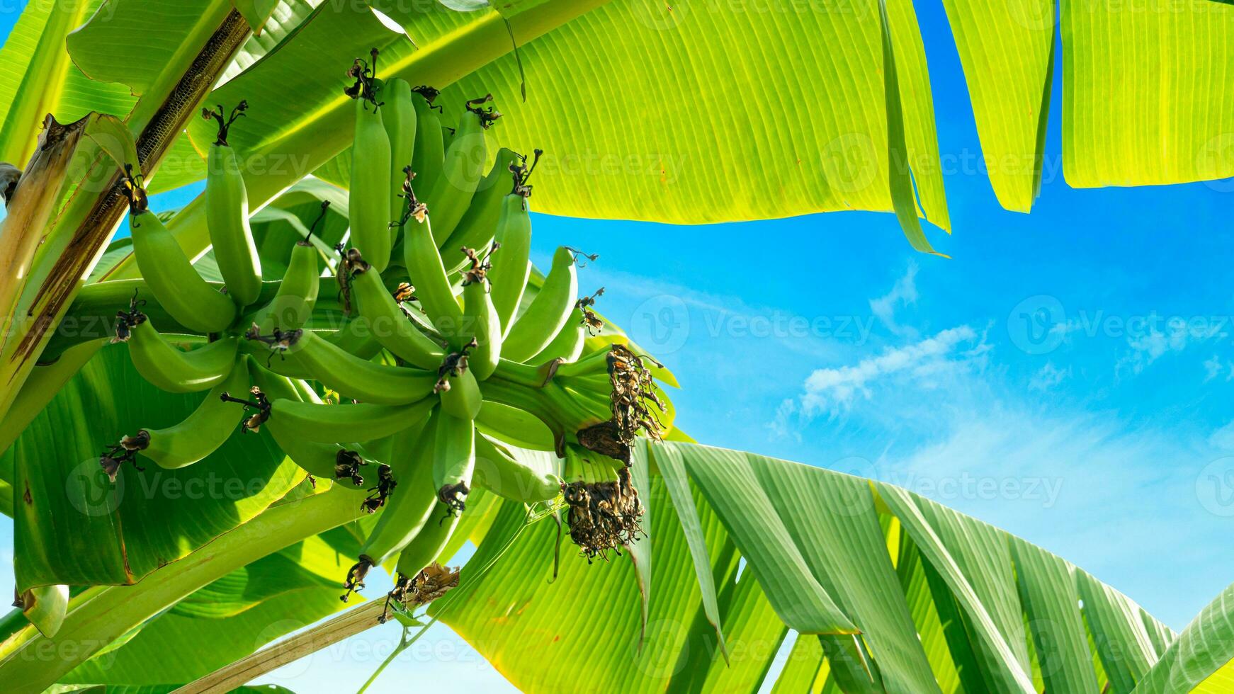 Raw cavendish banana fruit on the tree in garden at Thailand. Under beautiful blue sky and white clouds. photo