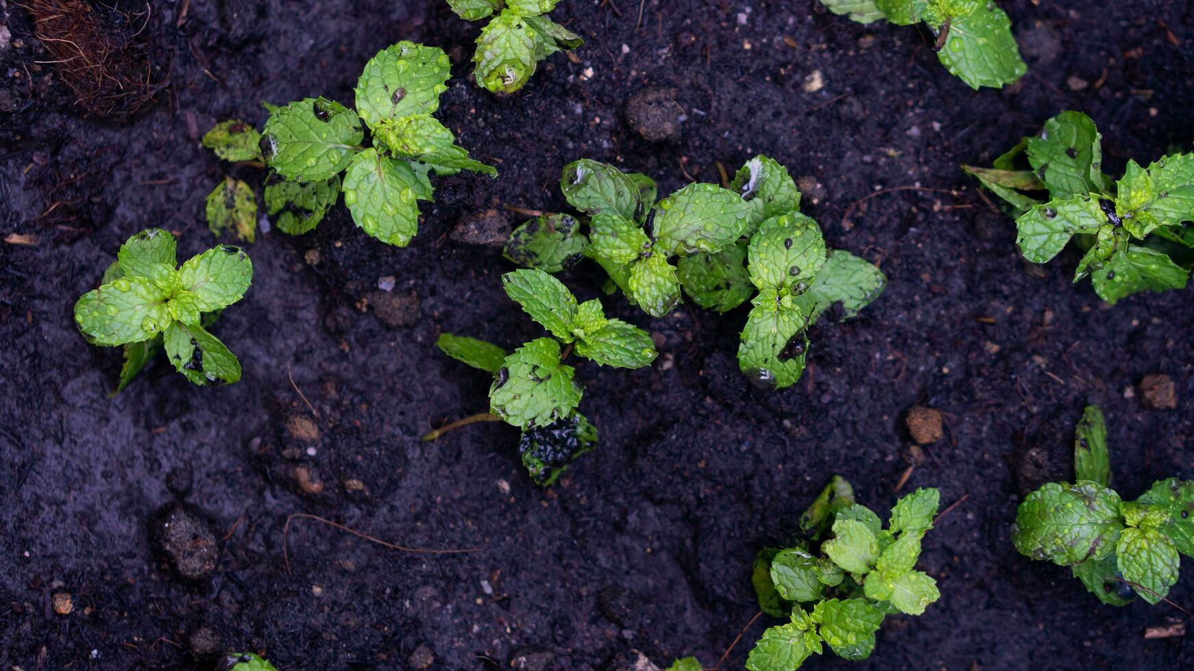 Above view seedling of Thai mint trees. Fertility of the soil that is black and wet. photo