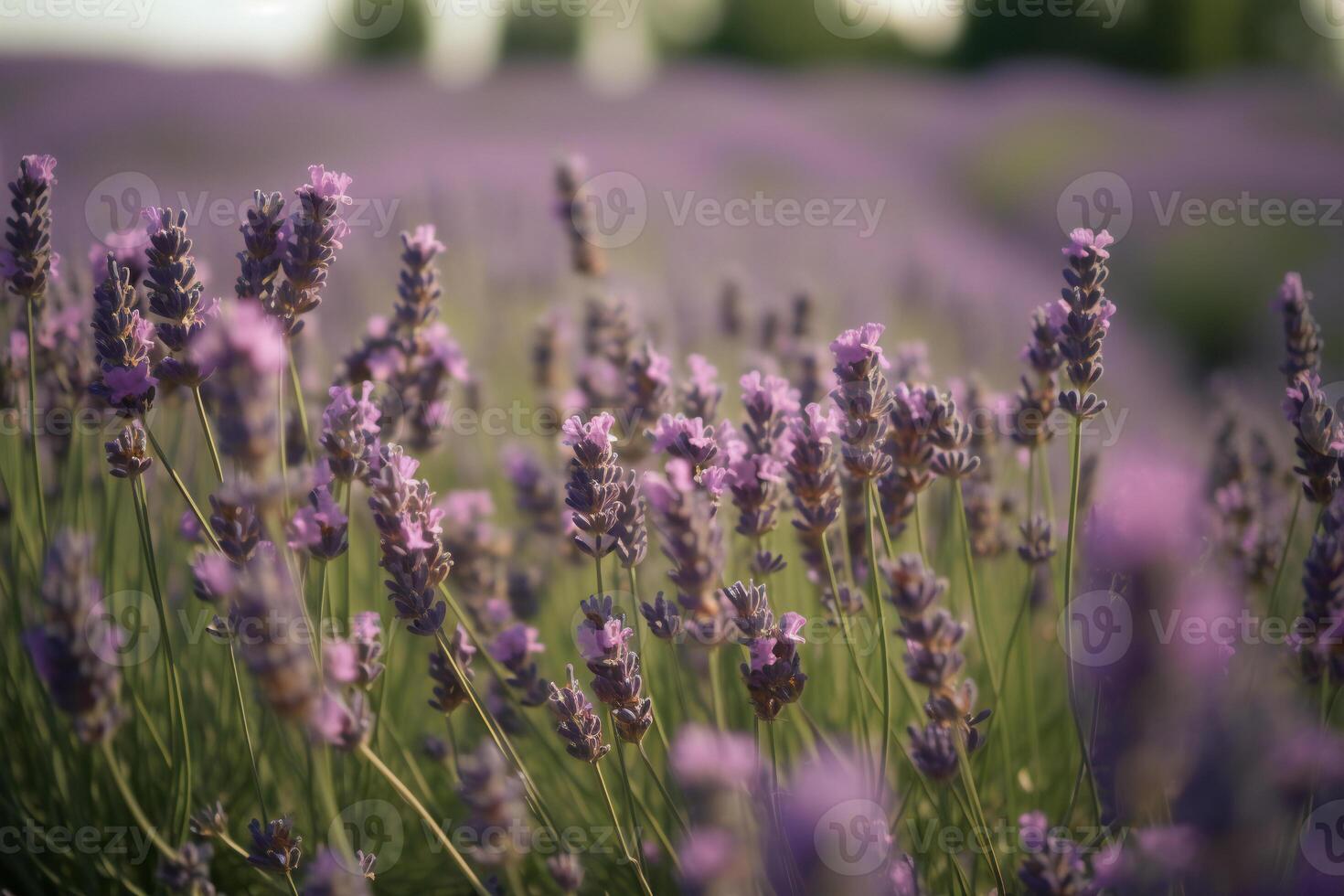 A walk through the lavender field. photo