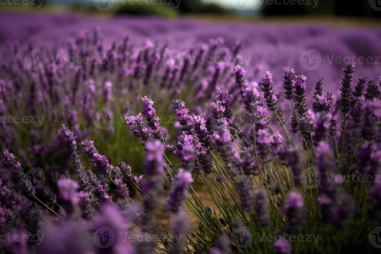 A walk through the lavender field. photo