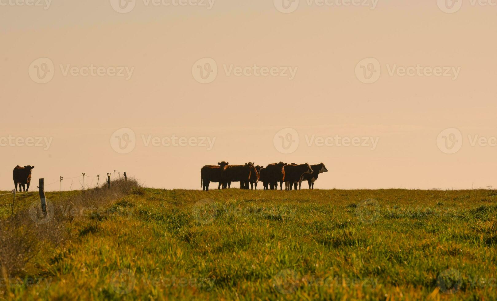 Countryside landscape with cows grazing, La Pampa, Argentina photo