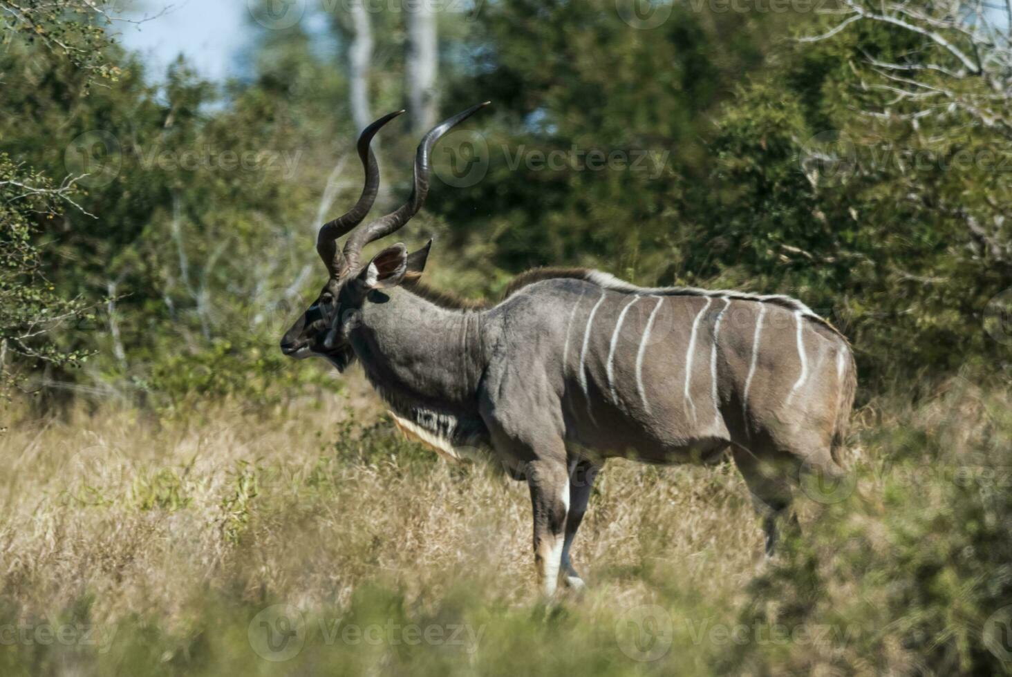 Greater kudu, Kruger National Park, South Africa photo