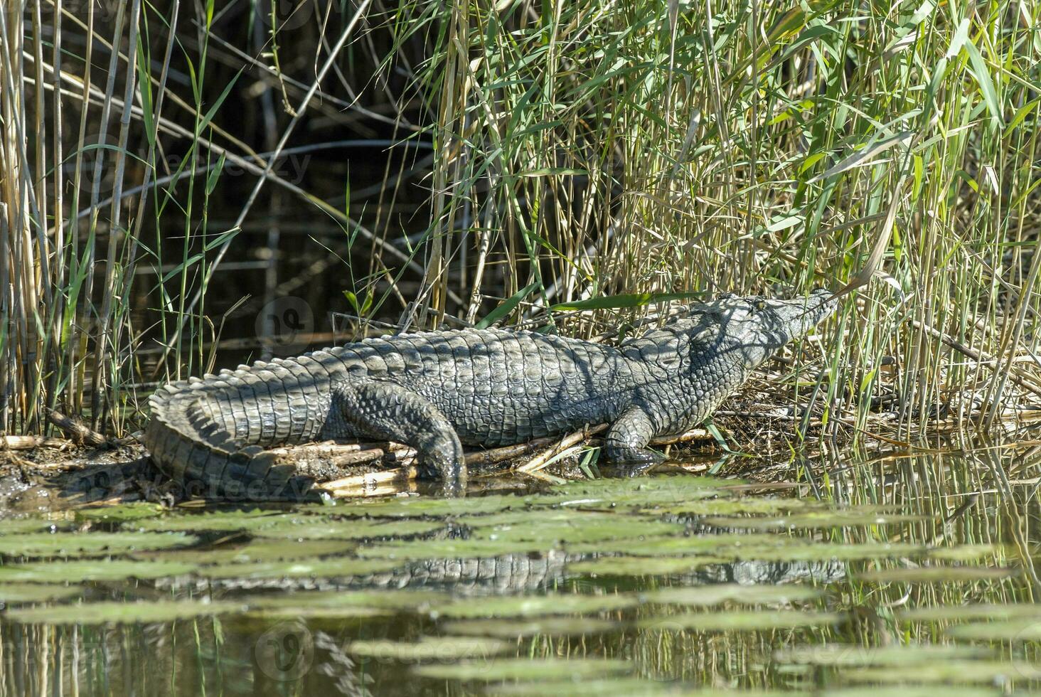 Nile Crocodryle View photo