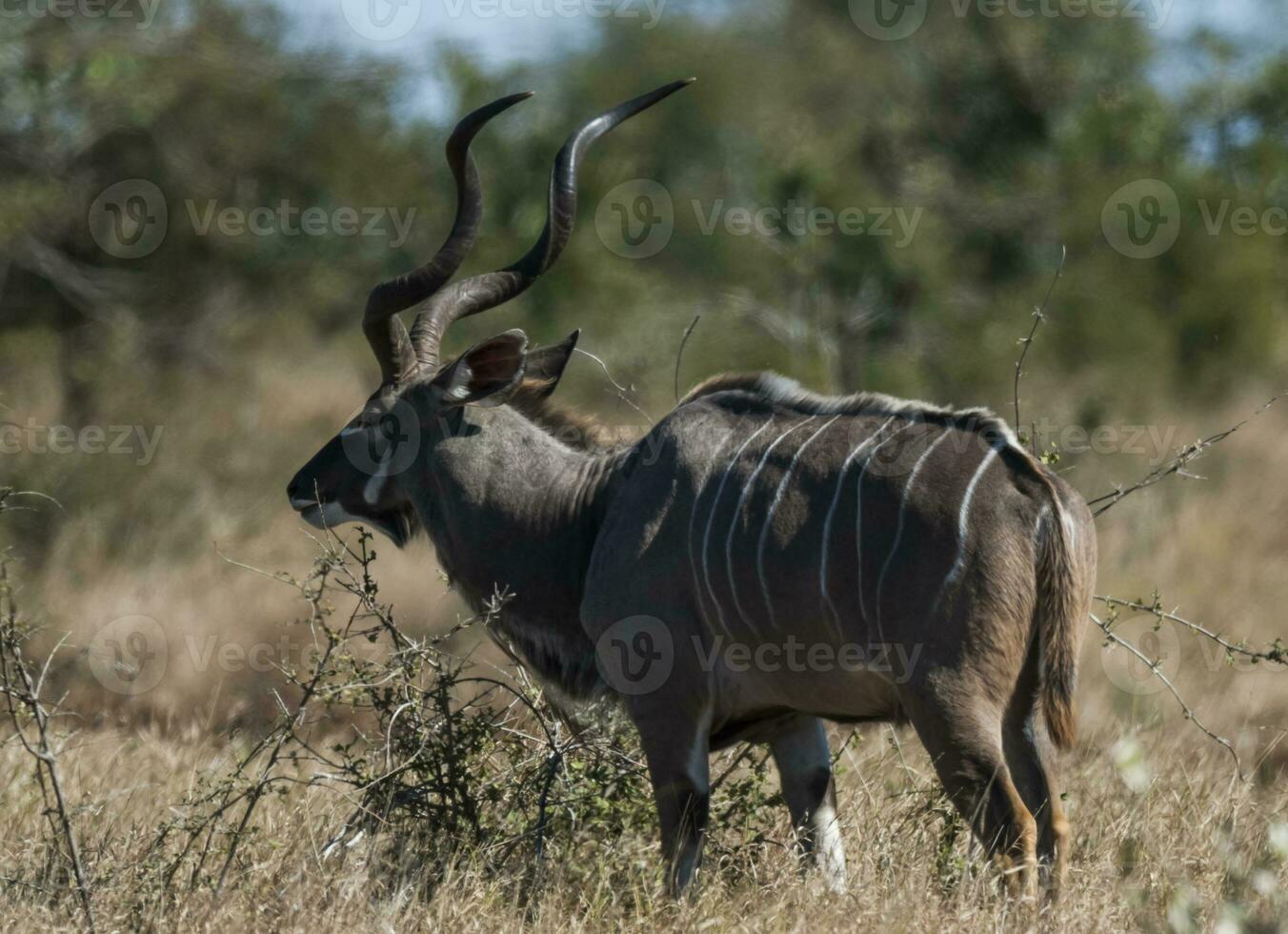 Greater kudu, Kruger National Park, South Africa photo