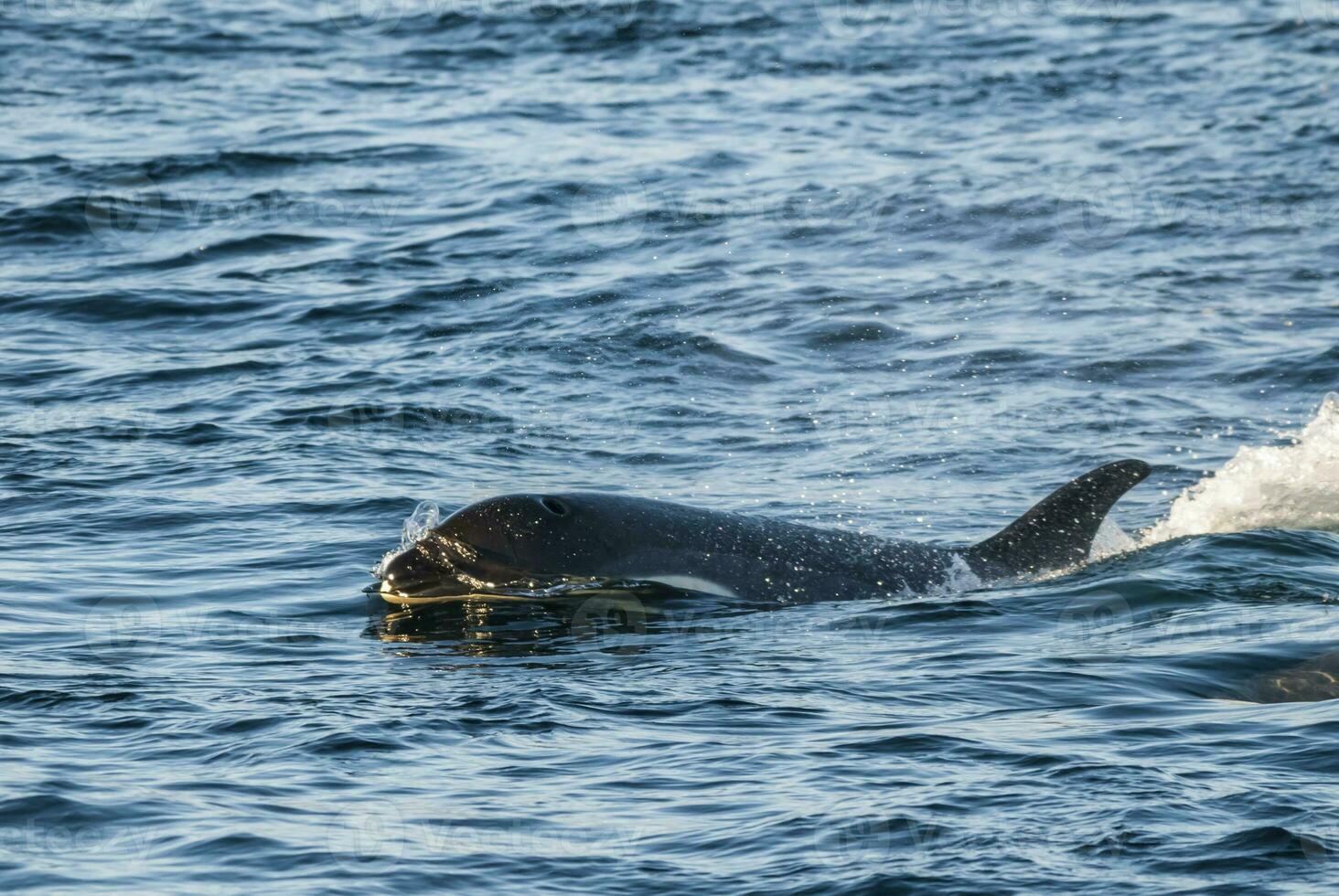 Killer whale, antartic subespecies,Antartic. photo