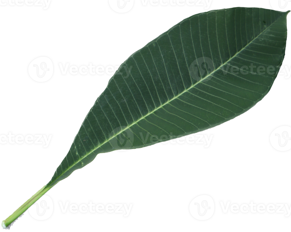 a green leaf with a PNG background