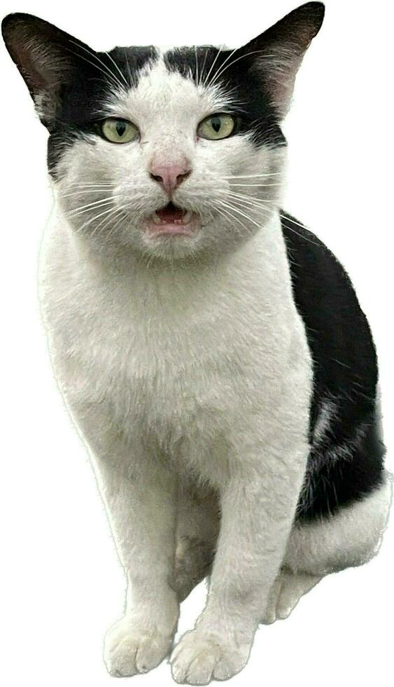 A black and white cat with yellow eyes staring at you and talking to you. photo