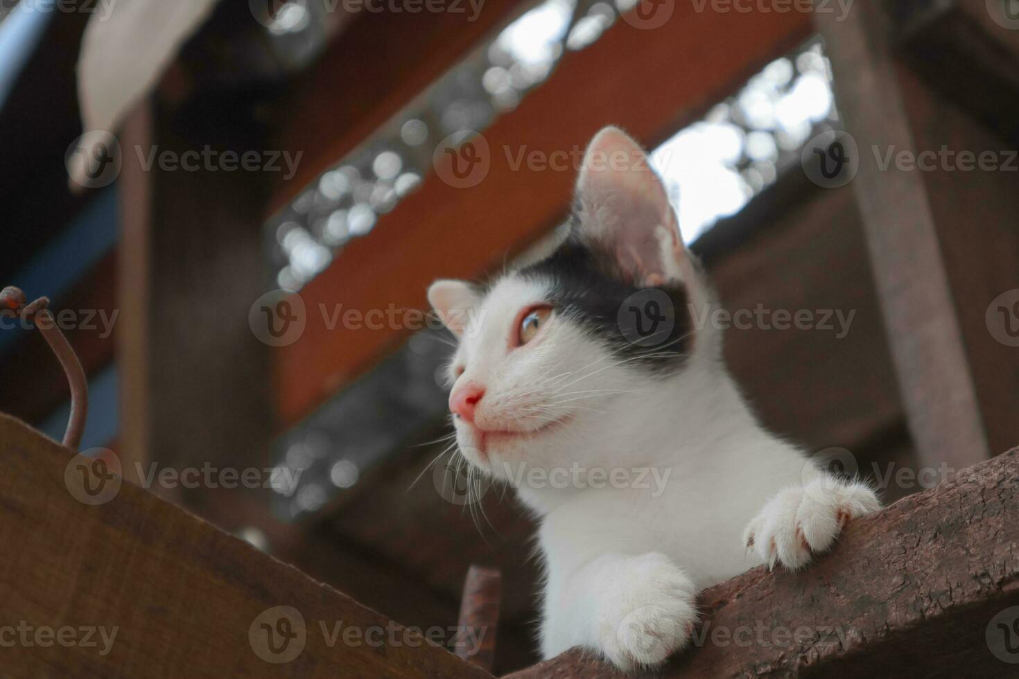 A black and white furry kitten lying on the wooden floor staring at something. photo