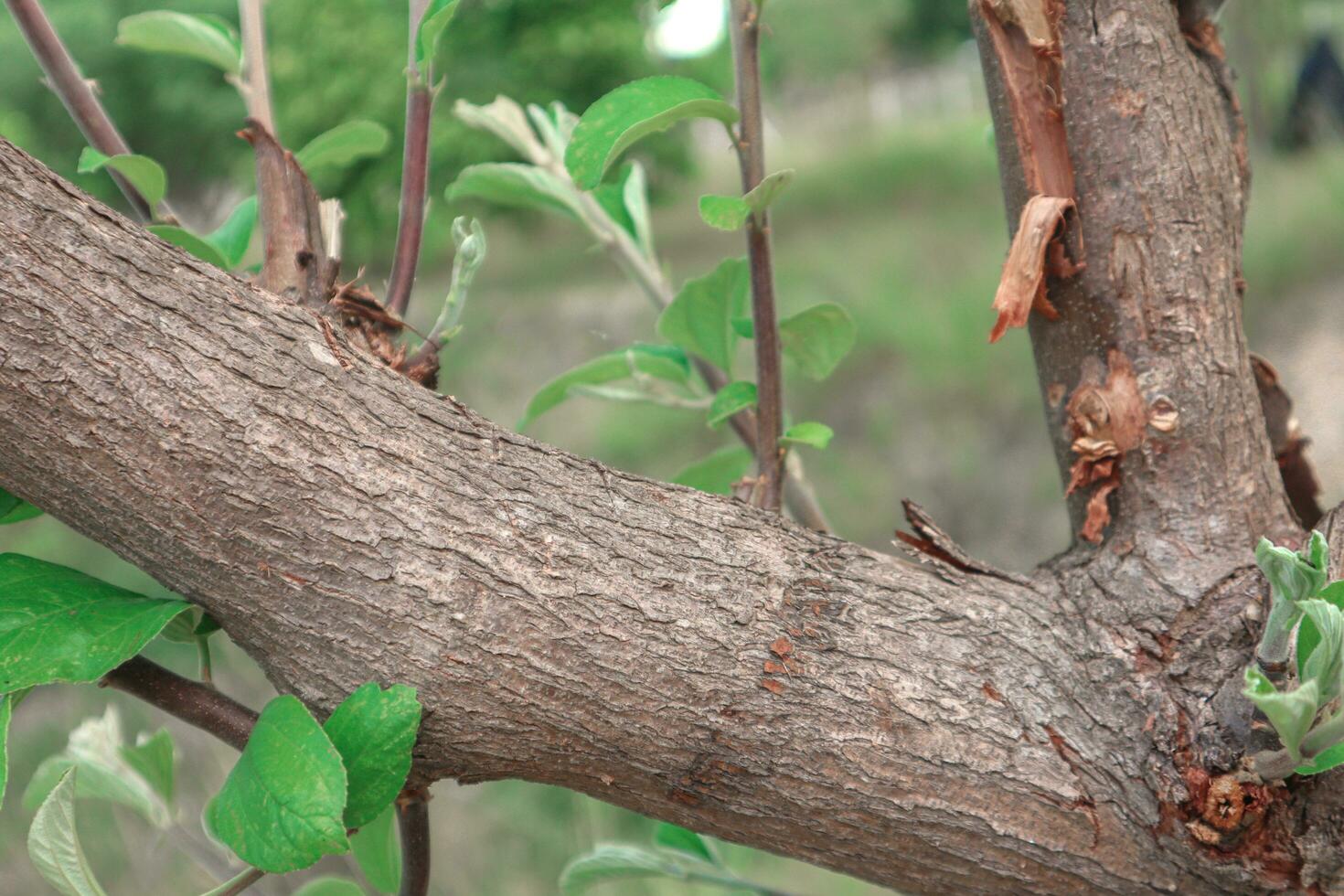 A large branch with small branches branching out with green leaves