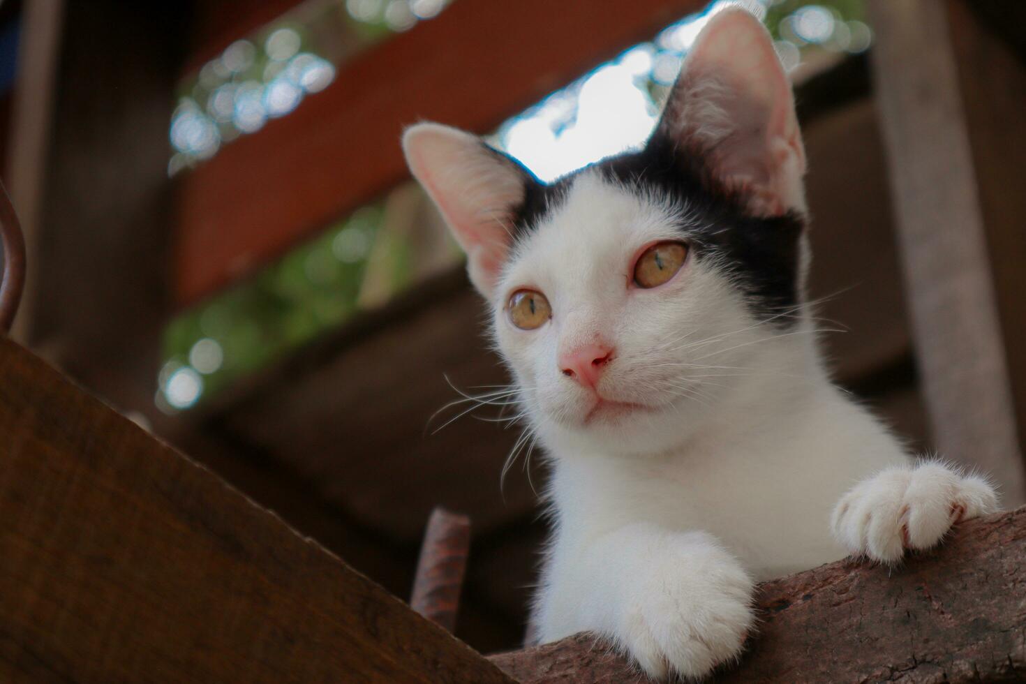 negro y blanco peludo gato curioso a alguna cosa mientras acostado en el madera foto