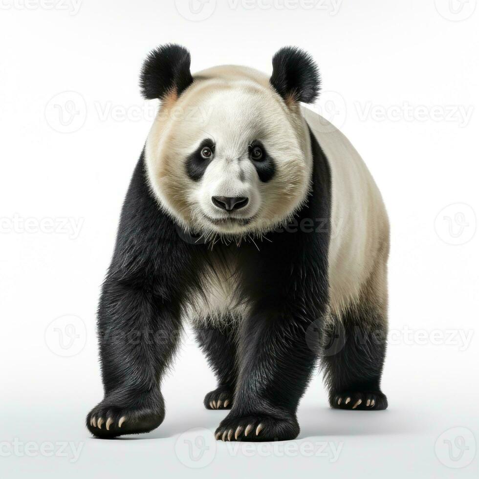 linda panda oso aislado foto