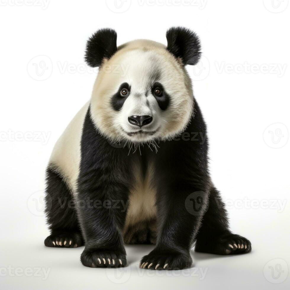 Cute panda bear isolated photo