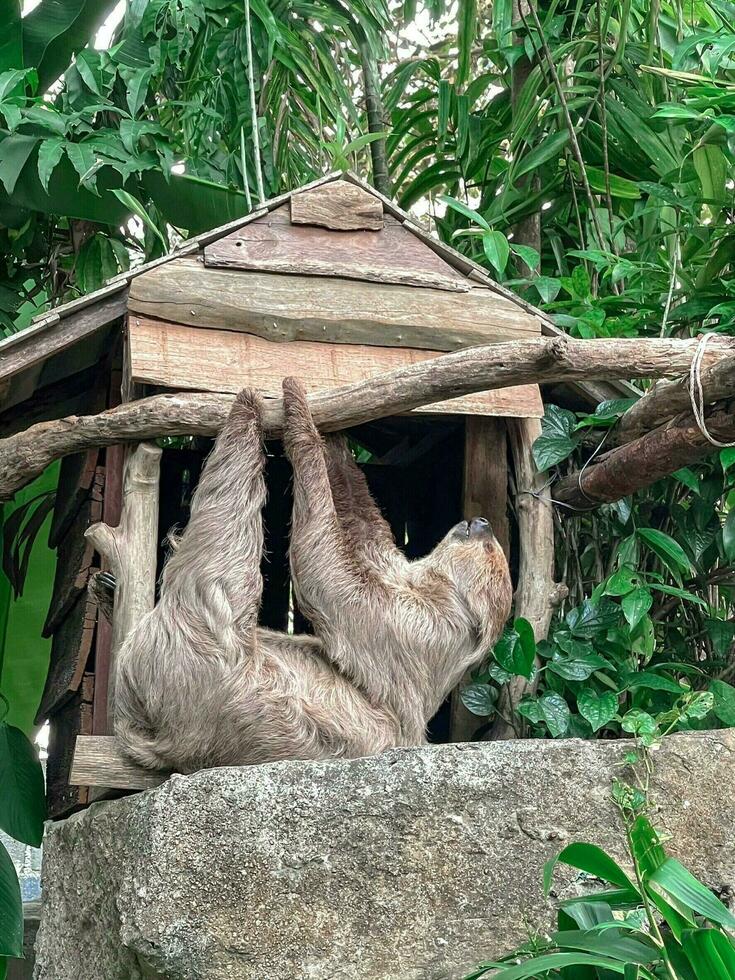 Sloth hanging on a branch photo