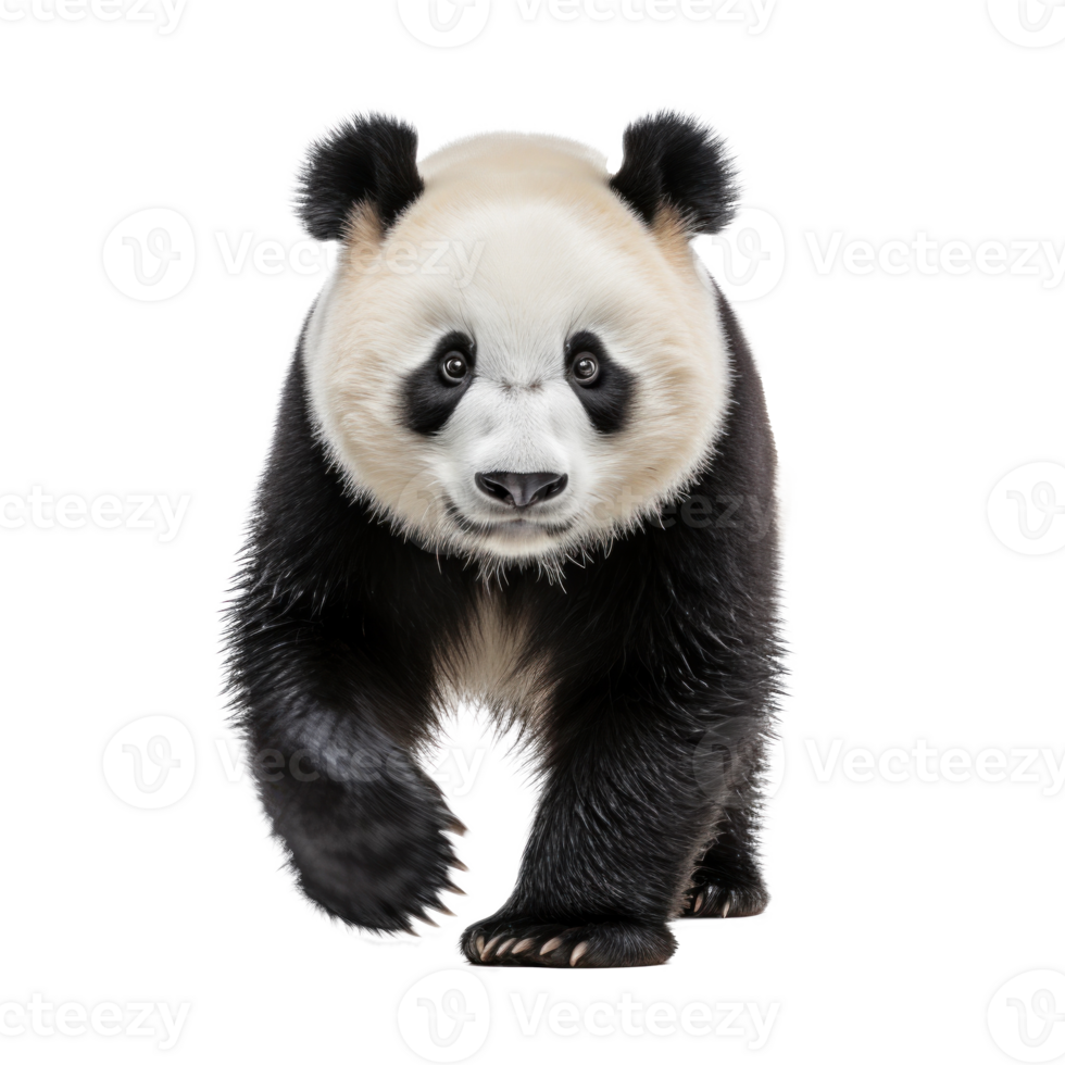 süß Panda Bär isoliert png