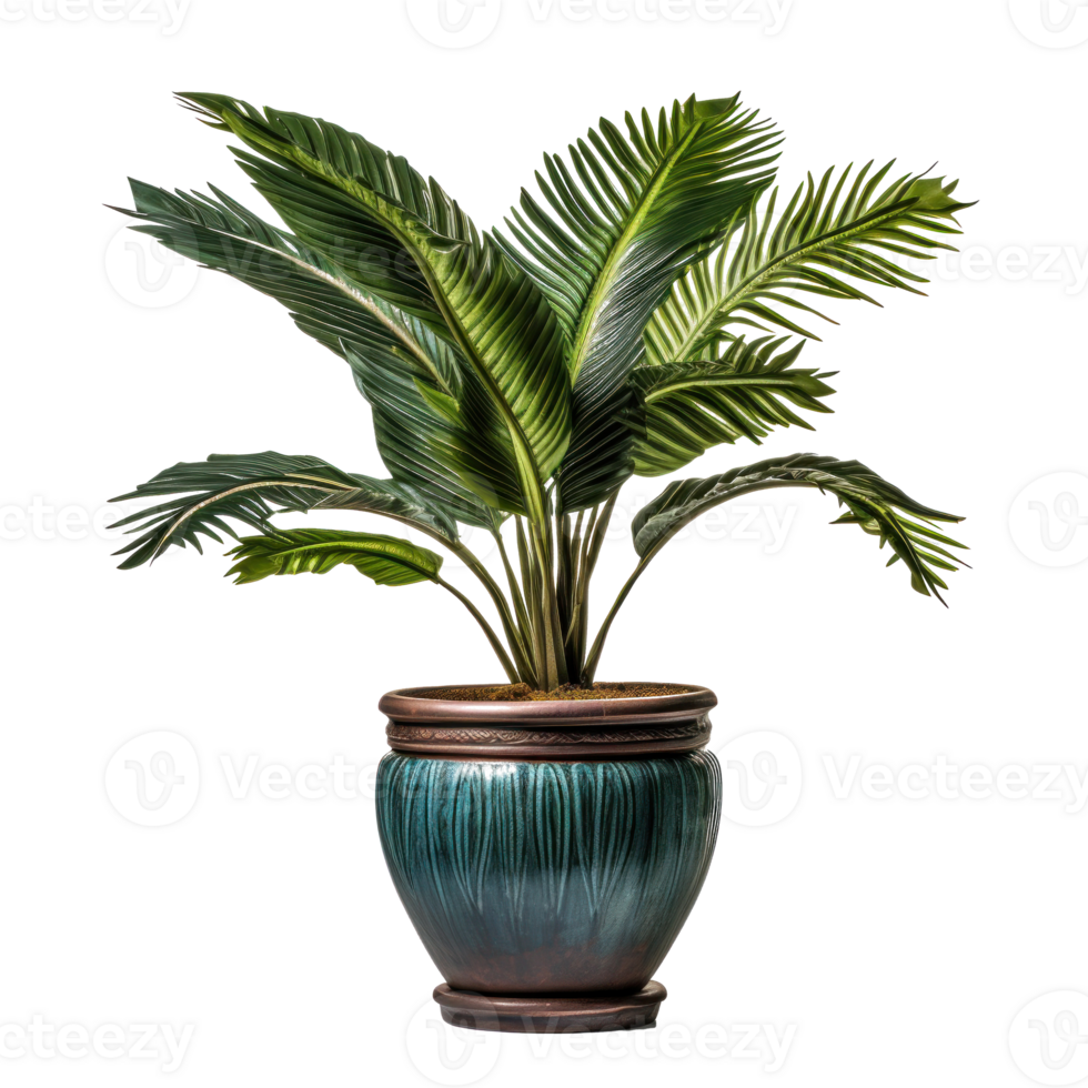 Interior home plant in pot png