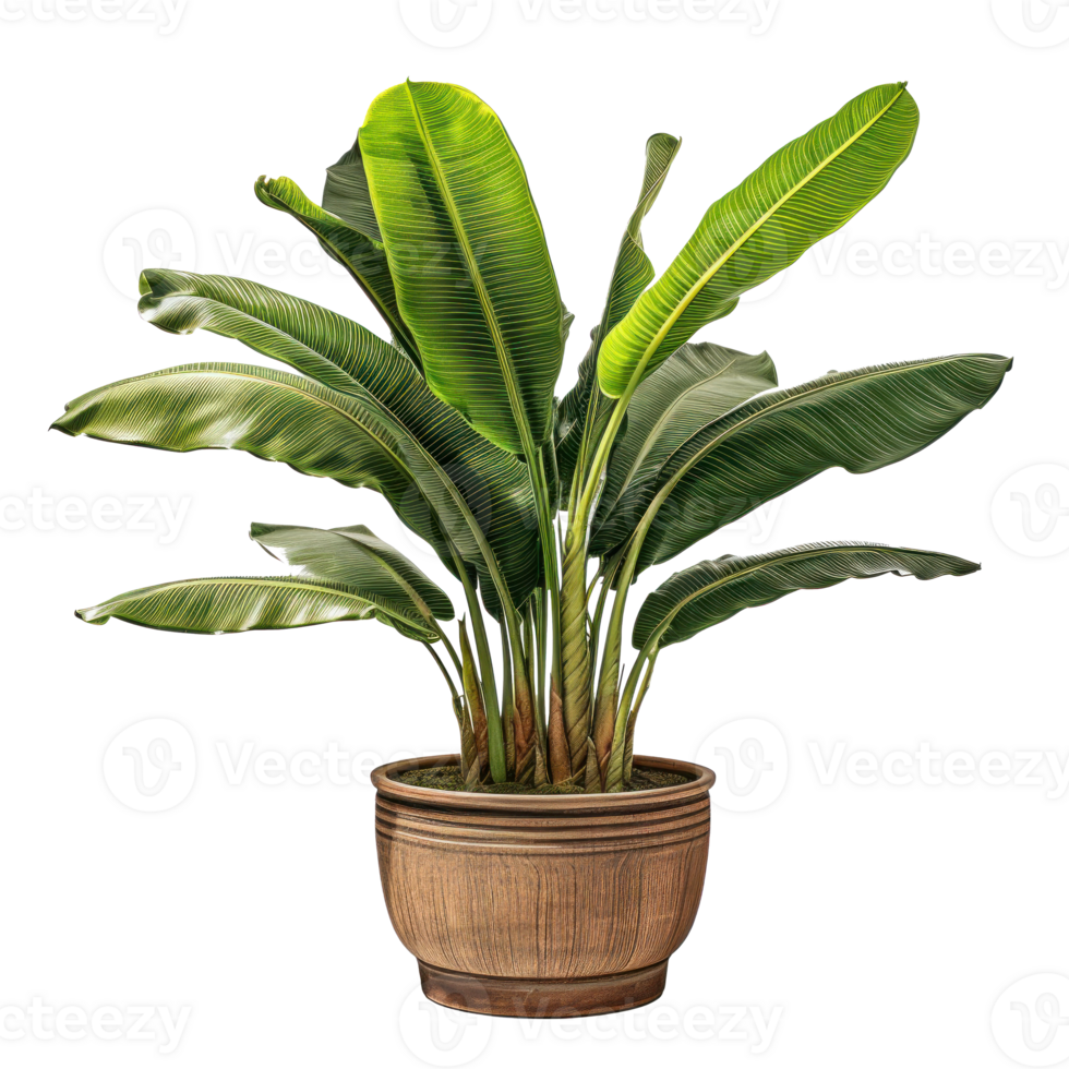 Interior home plant in pot png