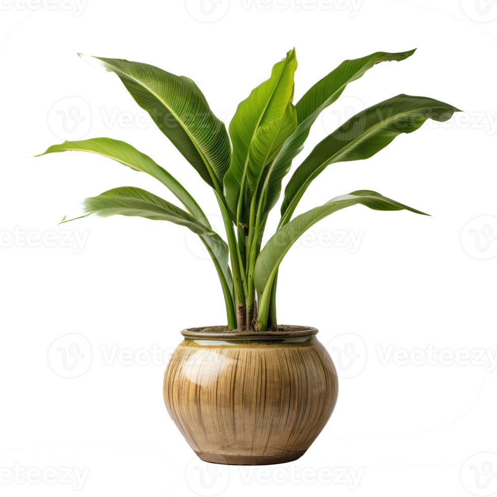 Interior home plant in pot png