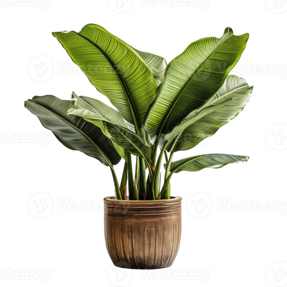 Interior home plant in pot png