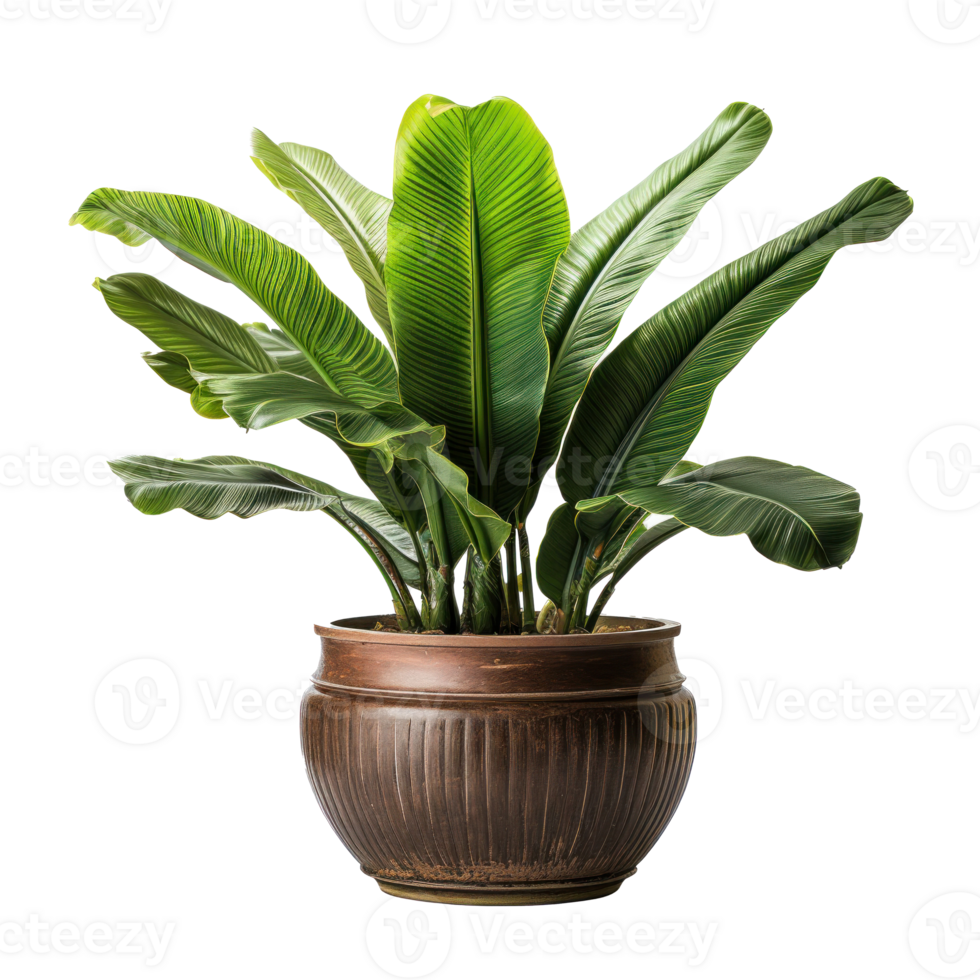 Interior home plant in pot png