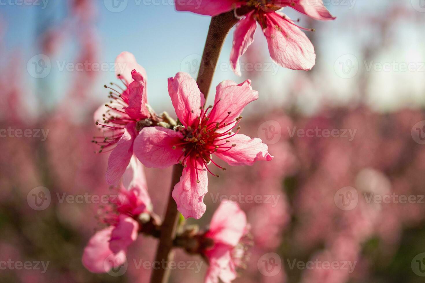 Peach Blossom in Spain photo