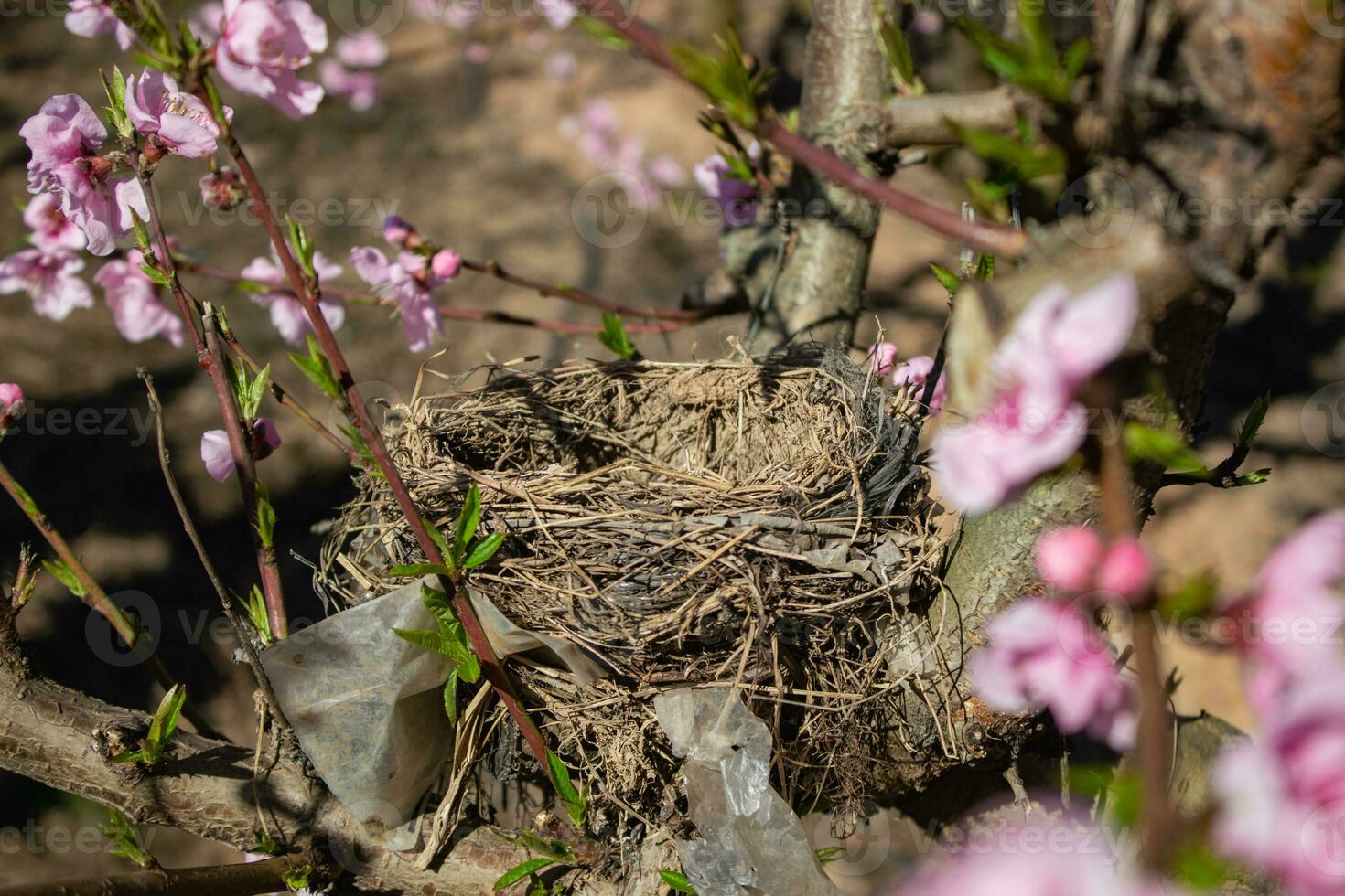 Birds nest in a peach tree photo