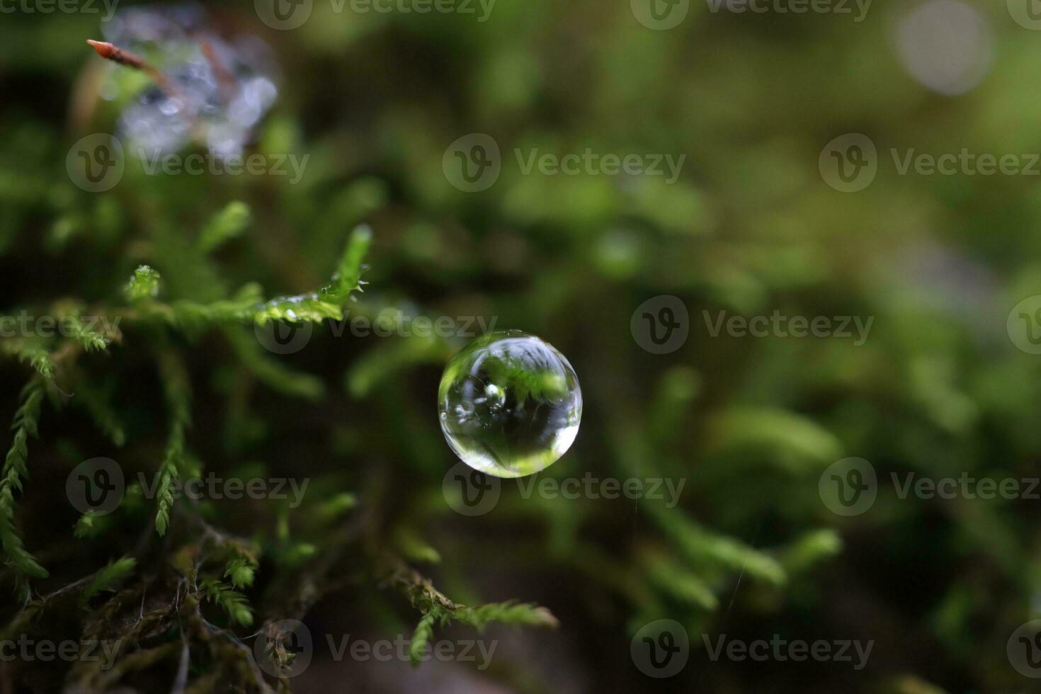 Water drop in moss, spring forest, macro photography photo