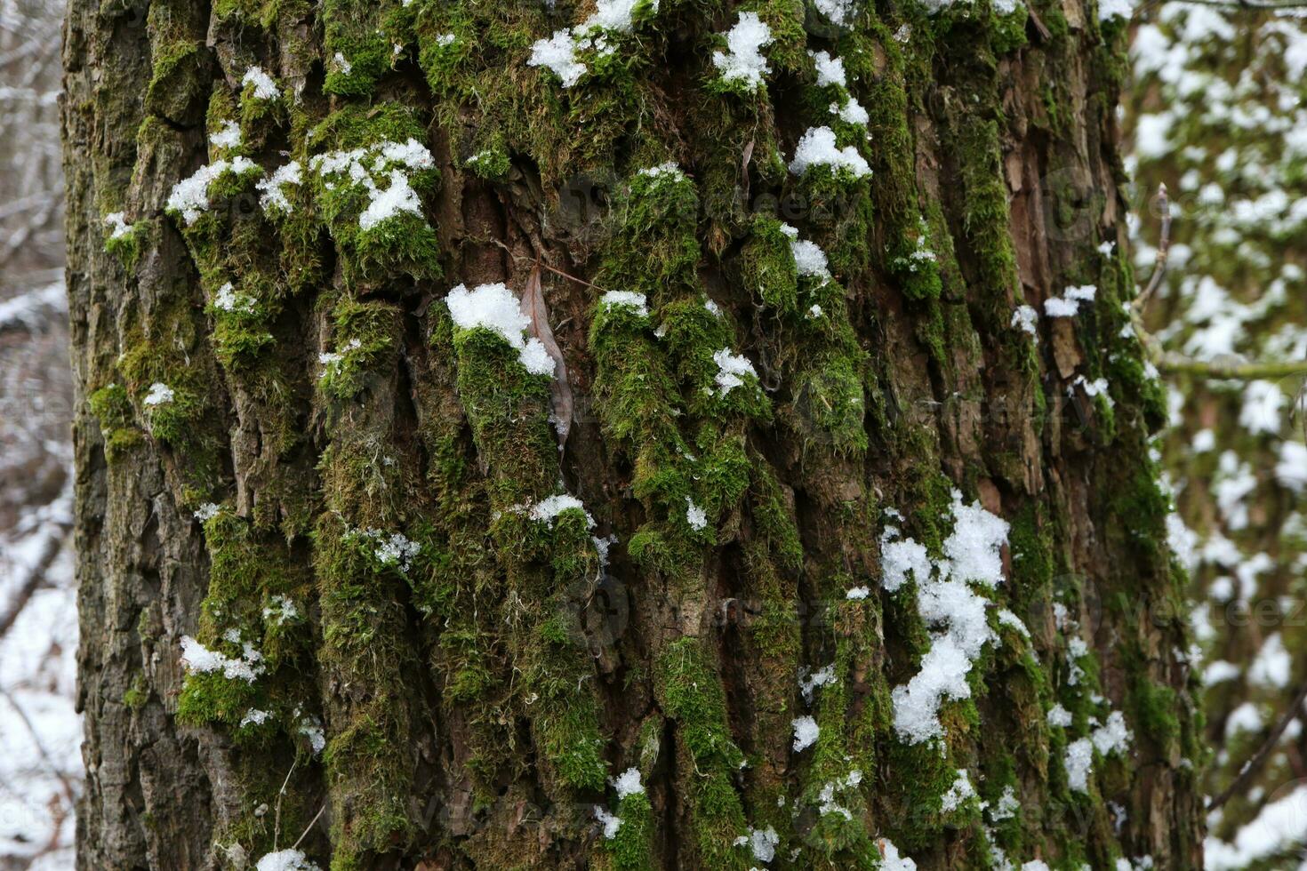 tree covered with moss, winter forest atmosphere, first snow photo