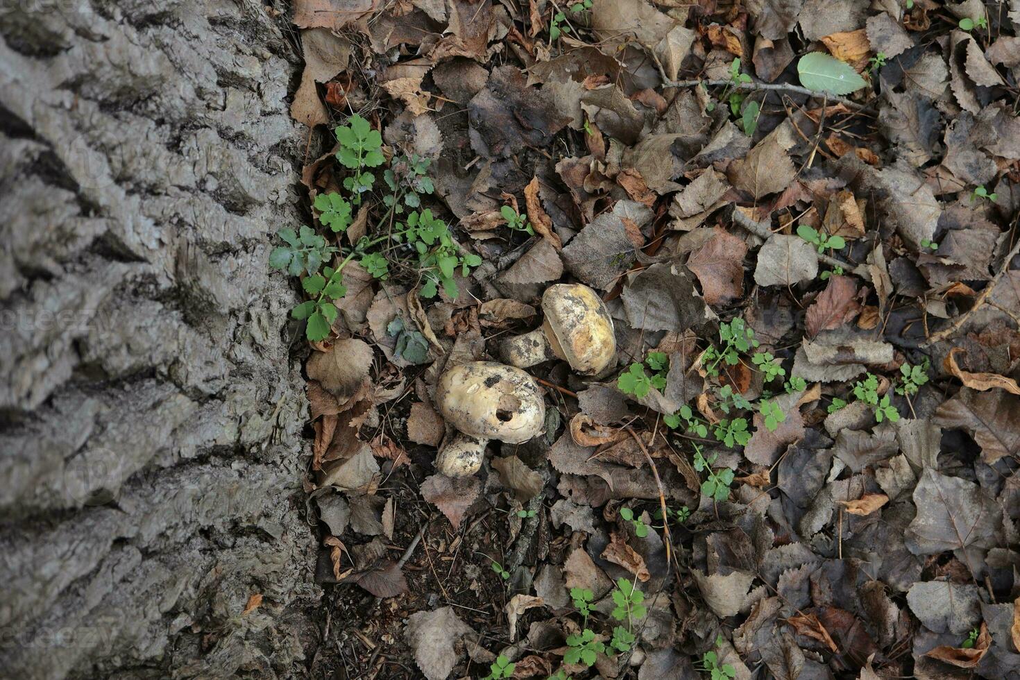 two mushrooms lie in the forest under a tree two mushrooms lie in the forest under a tree photo