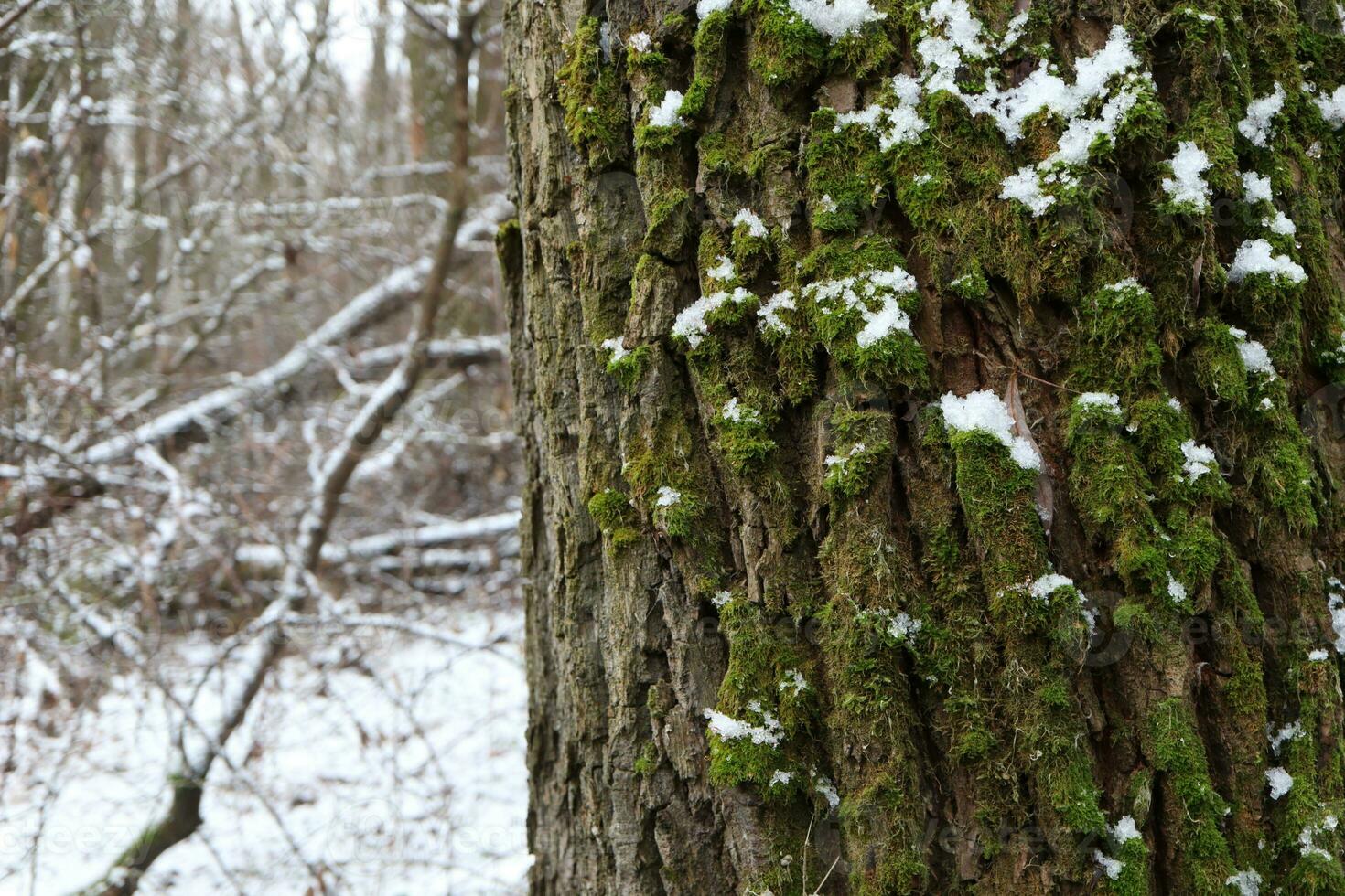 tree covered with moss, winter forest atmosphere photo