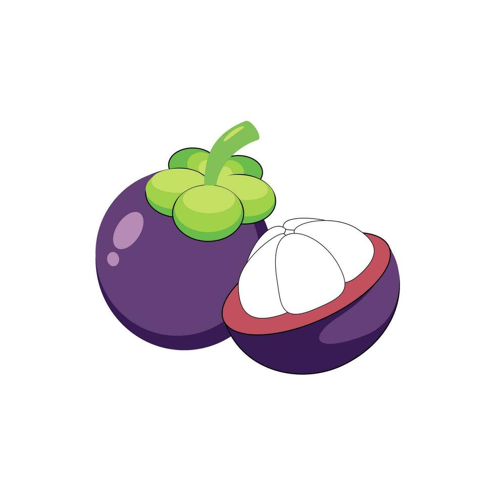 Mangosteen fruit isolated on white background. Queen of fruit. vector