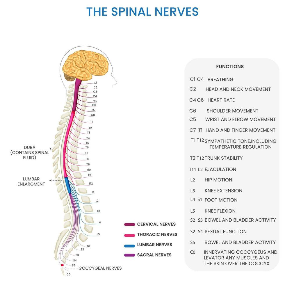 Spinal nerves connect spinal cord to body, enabling sensory and motor functions vector