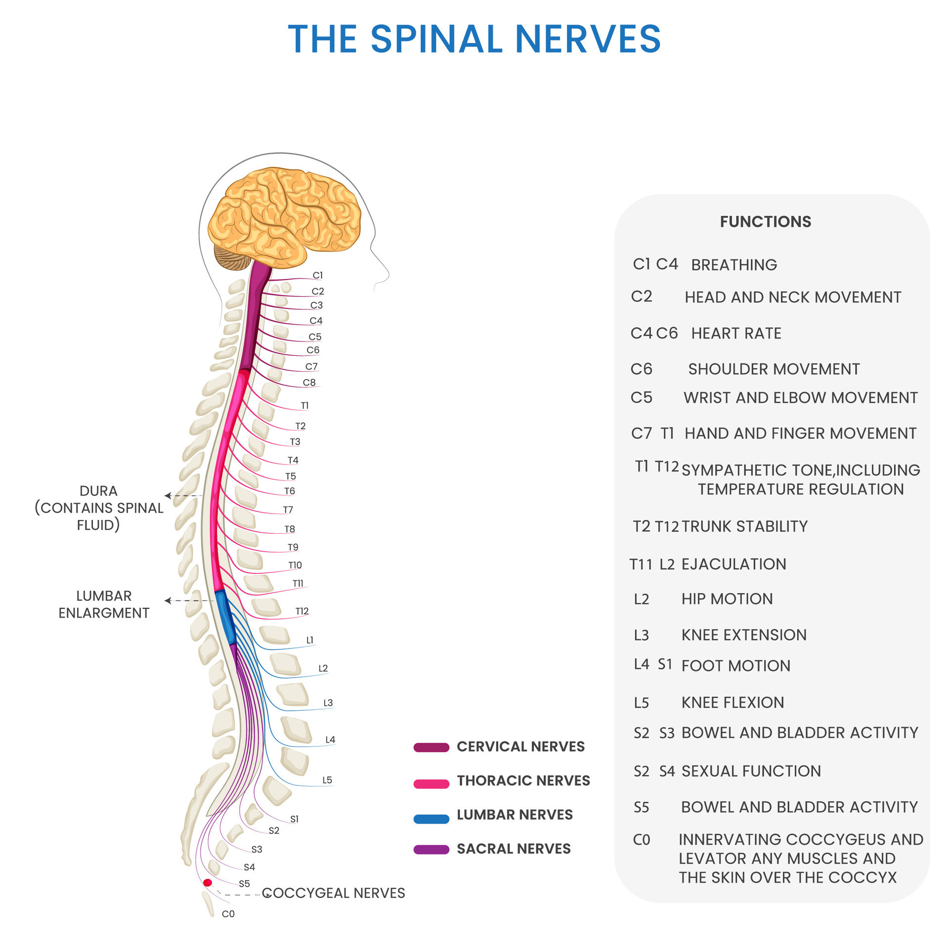 Spinal cord nerves chart