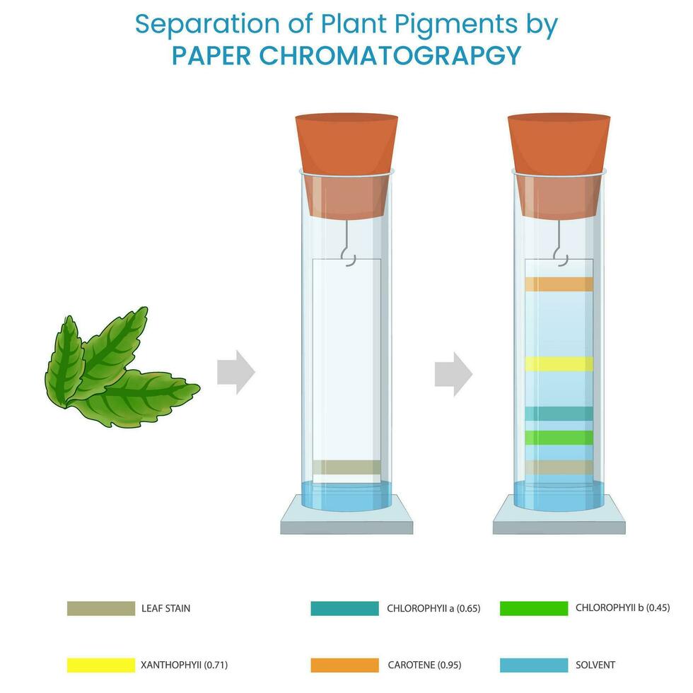 Plant pigments separated by paper chromatography based on solubility