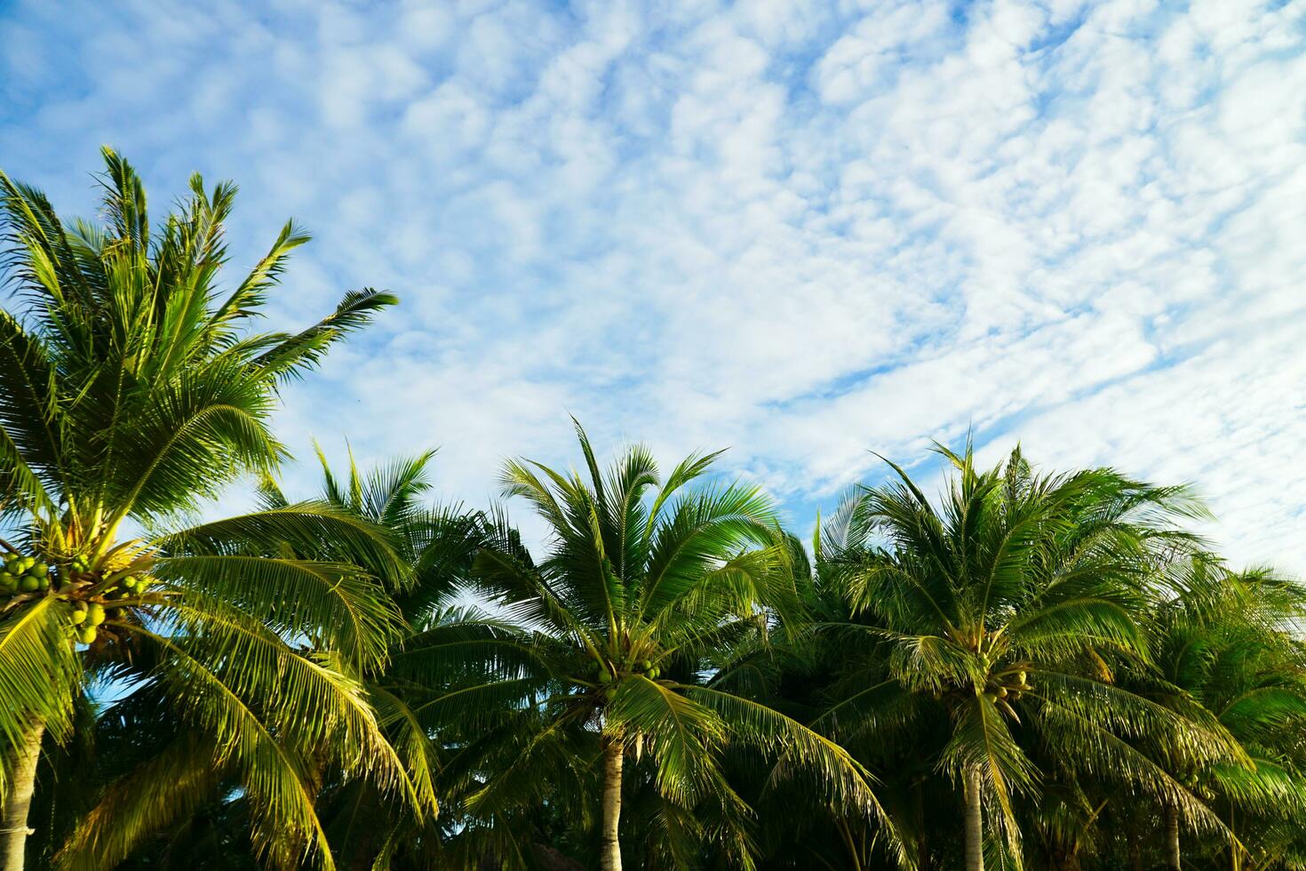 Beautiful palm trees in Pattaya Beach, Cloudy in Koh Lipe, West Andaman Sea. photo