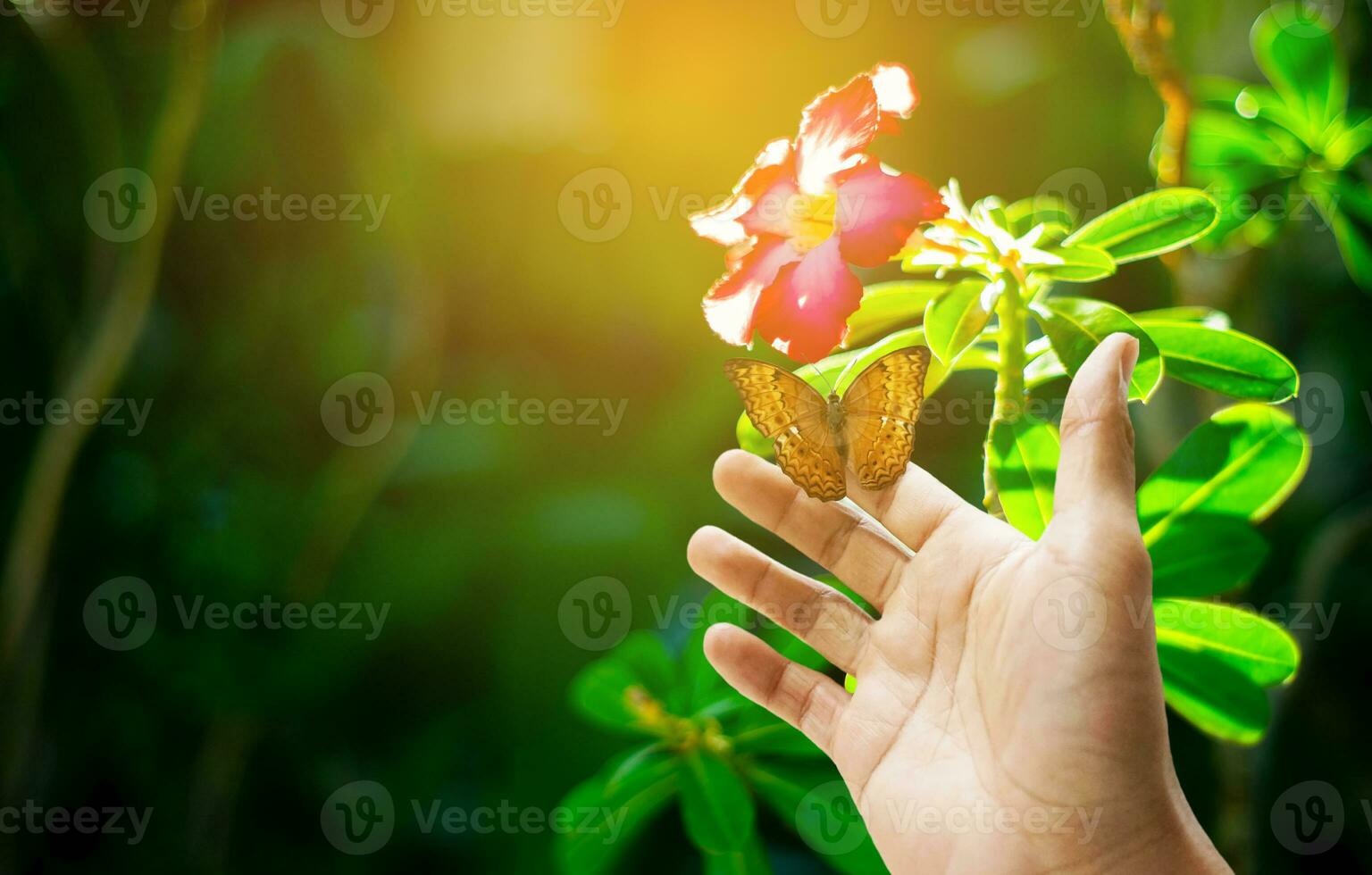 The butterfly is on the hand in the forest. And the golden light of the sun is a beautiful background photo