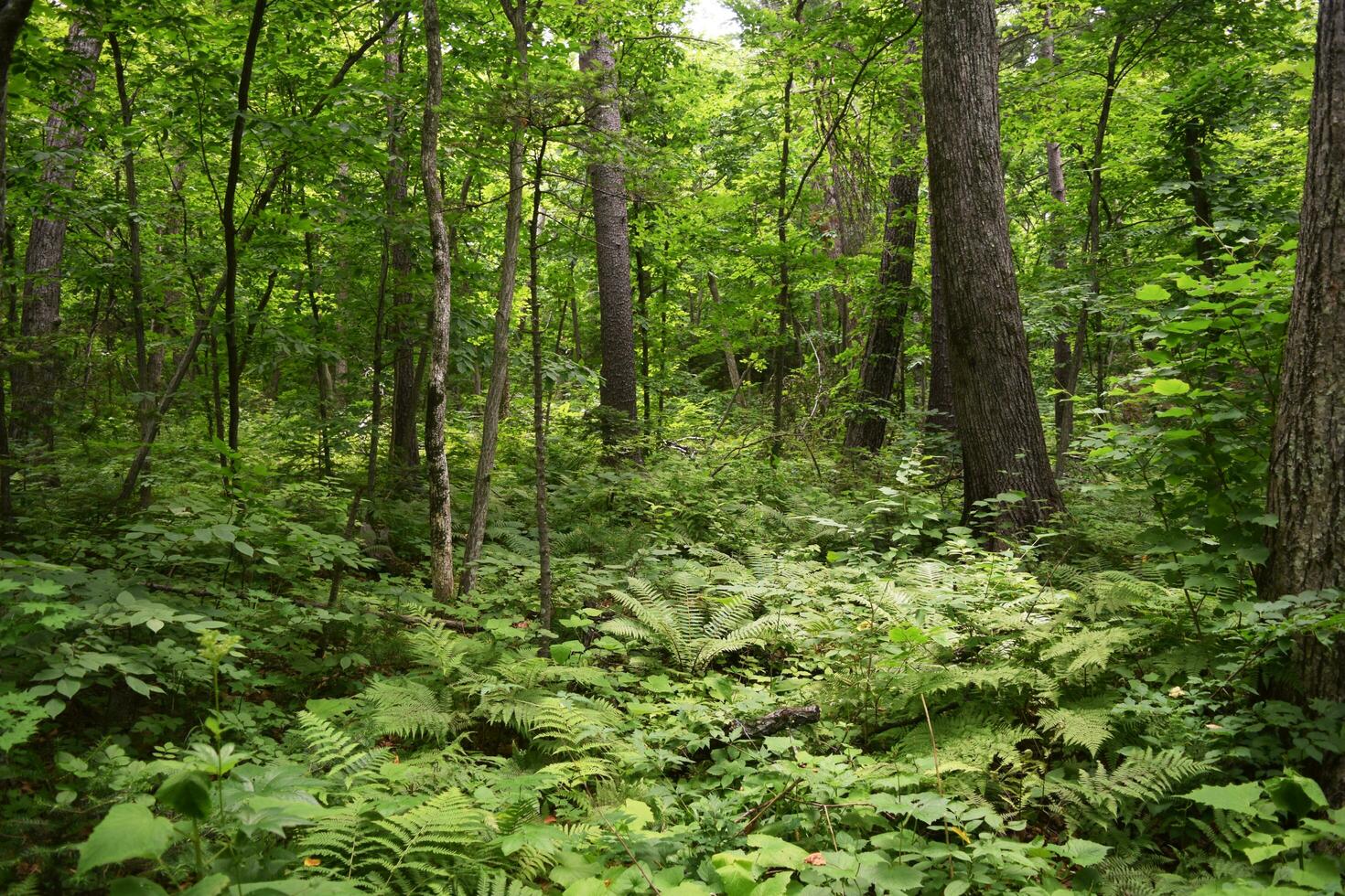 mystical magical dense green impenetrable forest with ferns photo