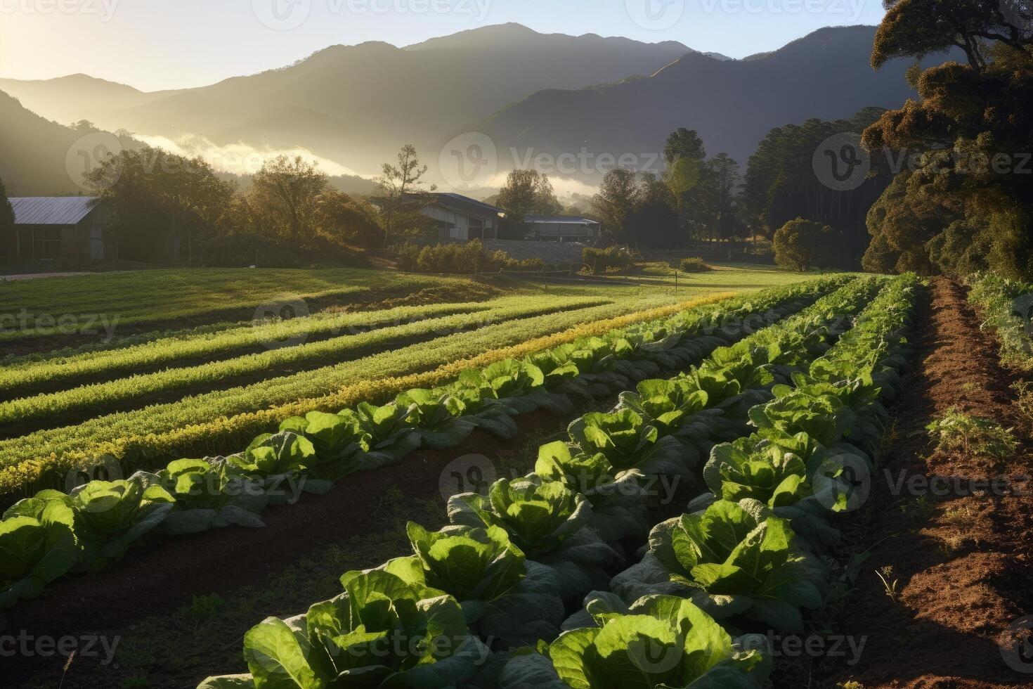 Field of green lettuce. Generative AI photo