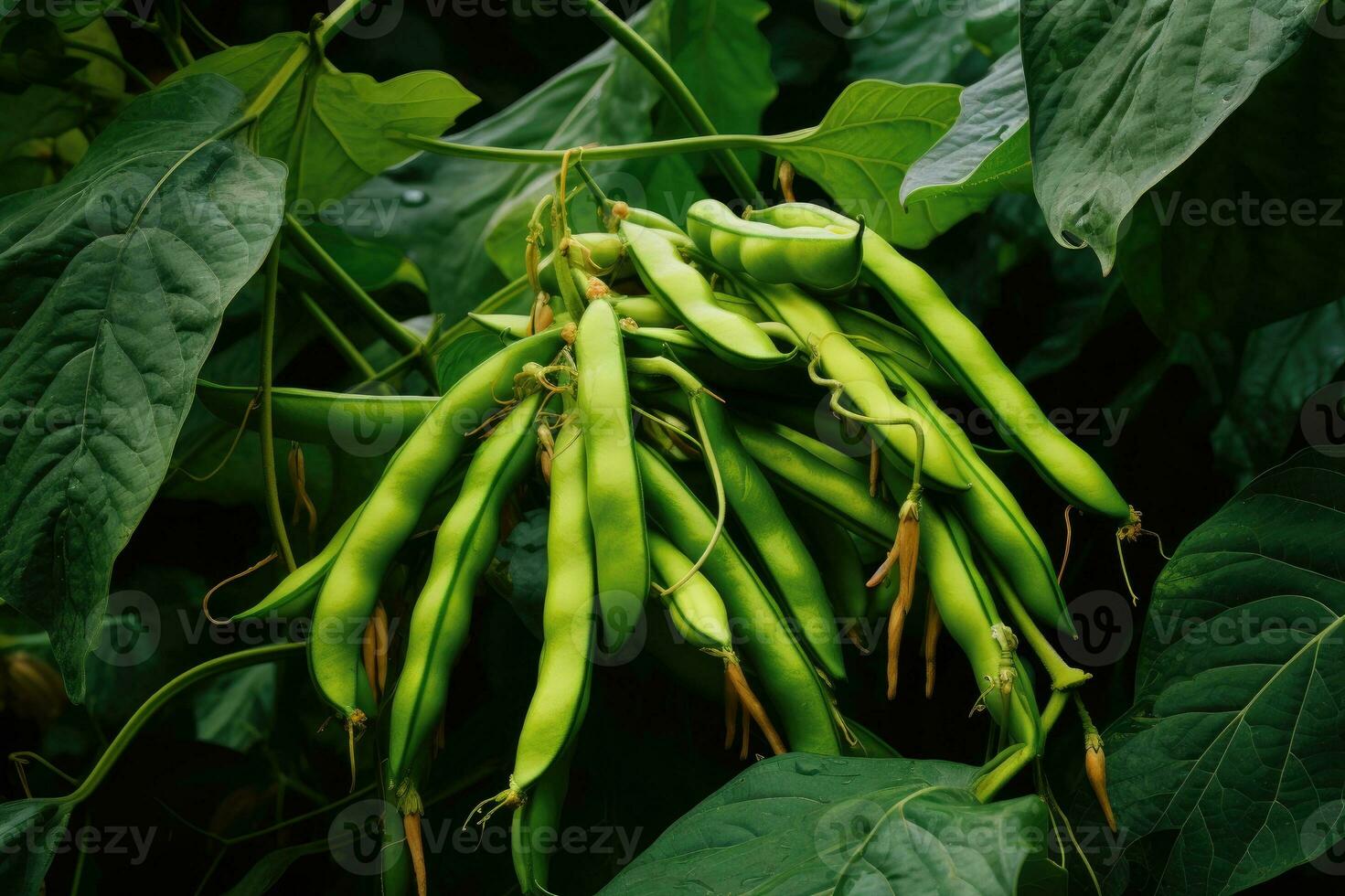 Green beans growing in a garden in summer. Generative AI photo