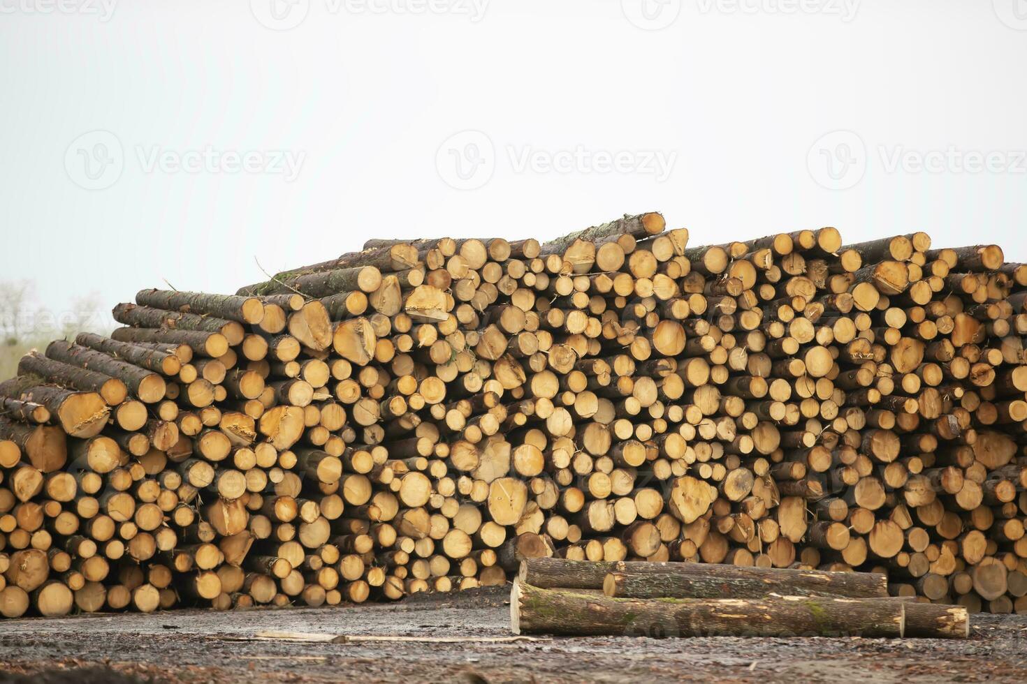 Logs are stacked in a pile for furniture production. Woodworking. photo