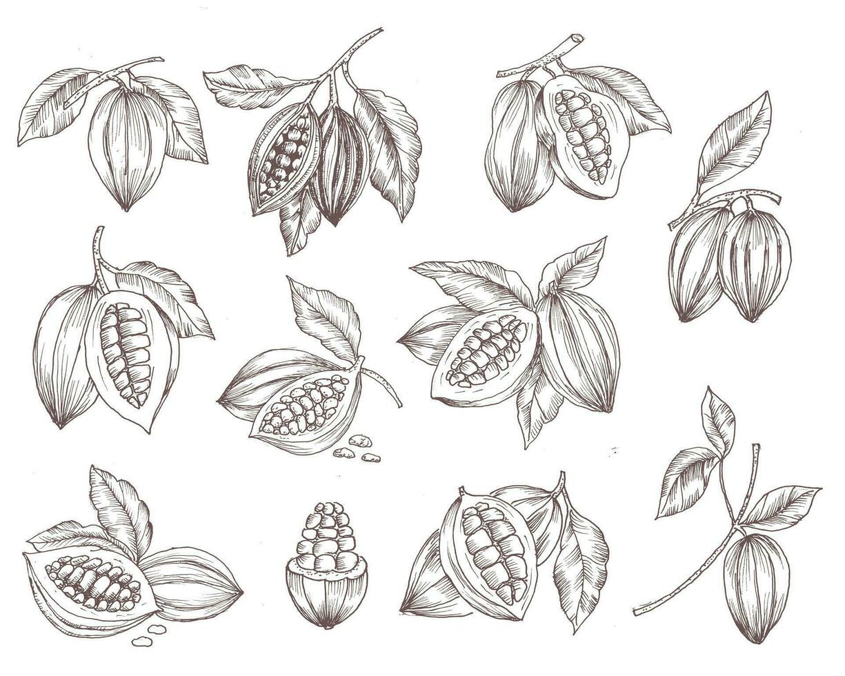 Hand Drawn Cacao Illustration Set vector